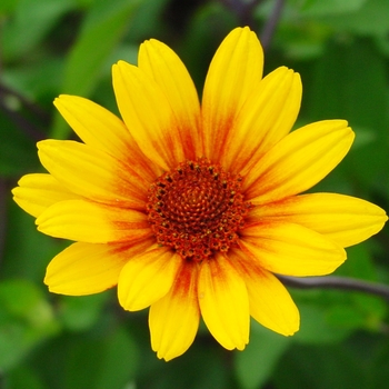 Heliopsis helianthoides var. scabra 'Summer Nights' 