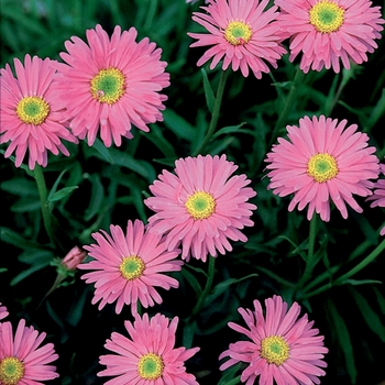 Aster alpinus 'Pinkie' 