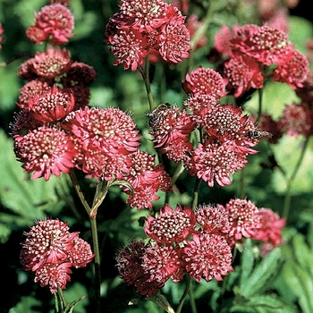 Astrantia 'Rose Symphony'