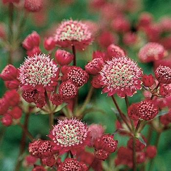 Astrantia 'Ruby Cloud'