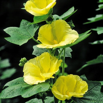 Alcea rosea 'Sunshine' 