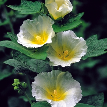 Alcea rosea Spotlight™ 'Polarstar'