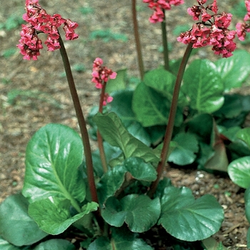 Bergenia cordifolia 'Rotblum'