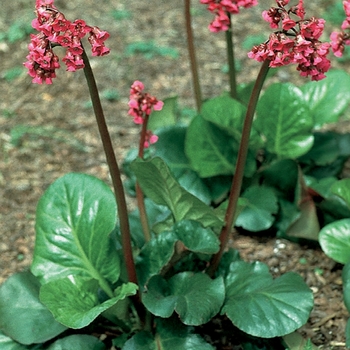 Bergenia cordifolia 'Rotblum' 