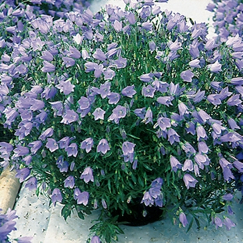 Campanula cochleariifolia 'Bavaria Blue'