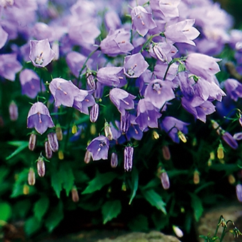 Campanula cochleariifolia 'Bavaria Blue' 