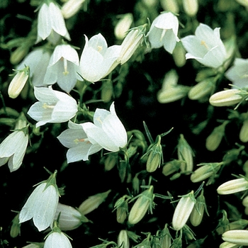 Campanula cochleariifolia 'Bavaria White' 