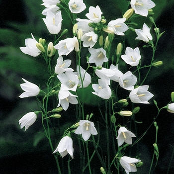 Campanula rotundifolia 'White Gem'