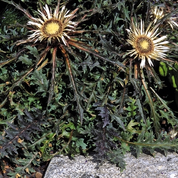 Carlina acaulis ssp. simplex 'Bronze' 