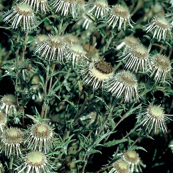 Carlina vulgaris 'Silver Star' 