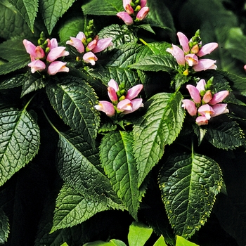 Chelone lyonii 'Pink Temptation' 