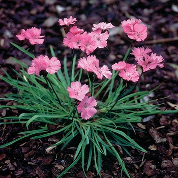 Dianthus carthusianorum 'Rupert's Pink'
