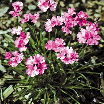 Dianthus carthusianorum 'Rupert's Pink' 