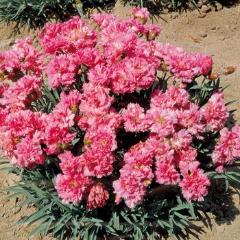 Dianthus plumarius 'Pink Tones' 