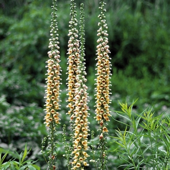 Digitalis ferruginea 'Gigantea Gelber Herold'