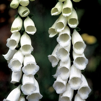 Digitalis purpurea 'Snow Thimble'