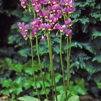 Dodecatheon meadia 'Goliath'