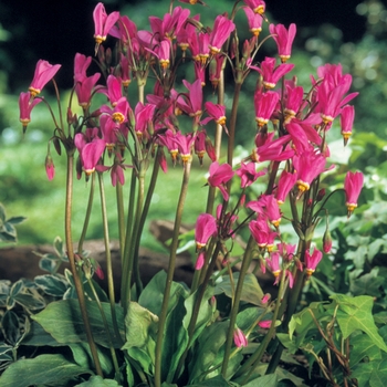 Dodecatheon tetrandrum 'Rotlicht'