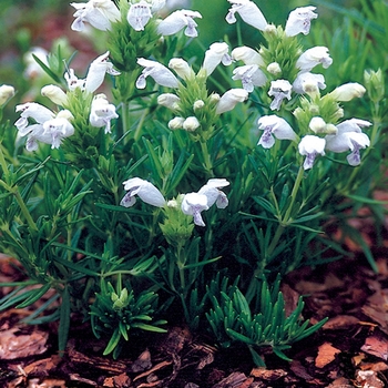 Dracocephalum argunense 'Fuji White' 