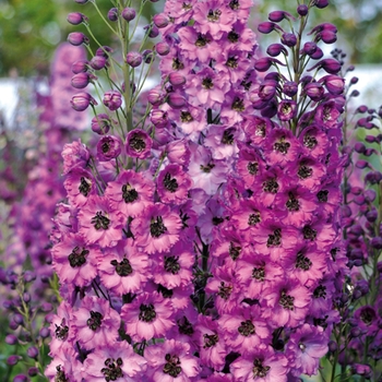 Delphinium elatum 'Dusky Maidens'