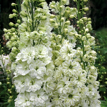 Delphinium elatum 'Green Twist' 