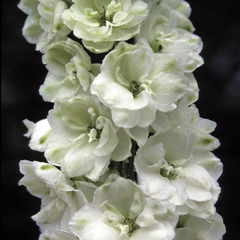 Delphinium elatum 'Green Twist'