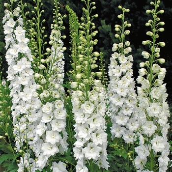 Delphinium elatum 'Innocence'