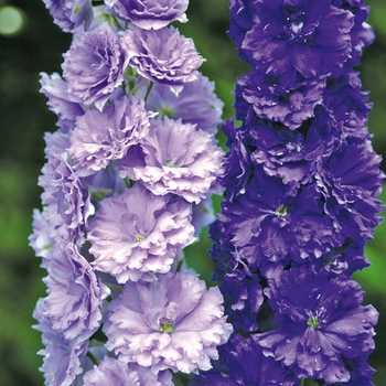 Delphinium elatum 'Misty Mauves'