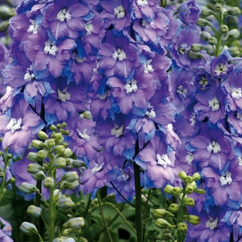 Delphinium elatum 'Morning Lights' 