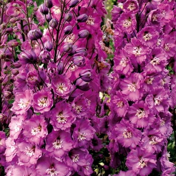 Delphinium elatum 'Sweethearts'