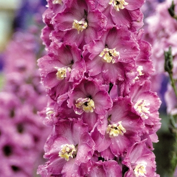 Delphinium elatum 'Sweethearts' 