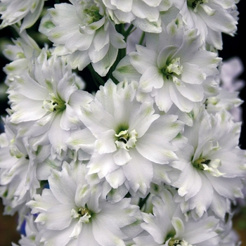 Delphinium elatum 'Double Innocence'