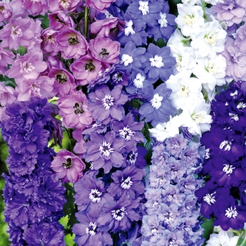 Delphinium 'New Zealand Hybrids Mix'