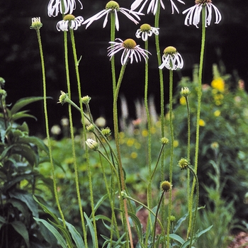 Echinacea pallida 'Hula Dancer' 