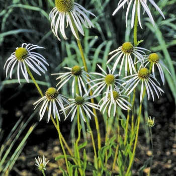 Echinacea pallida 'Hula Dancer'