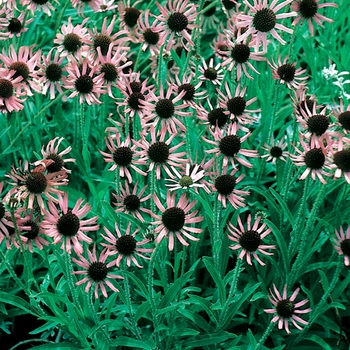 Echinacea tennesseensis 'Rocky Top Hybrids'