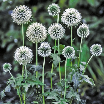 Echinops bannaticus 'Star Frost'