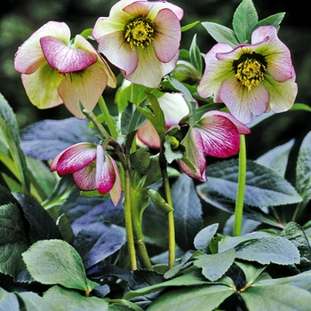 Helleborus orientalis 'Picotee Lady' 