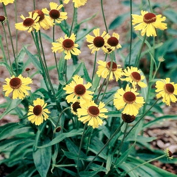 Helenium bigelovii 'Tip Top' 