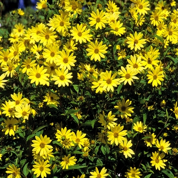 Helianthus 'Lemon Queen' 