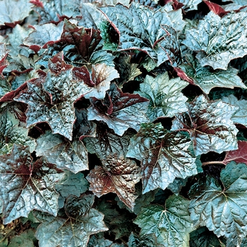 Heuchera americana 'Palace Purple'