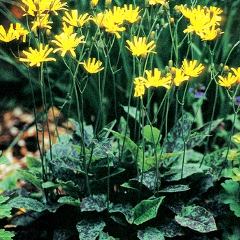 Hieracium maculatum 'Leopard'