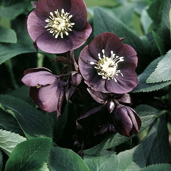 Helleborus orientalis 'Blue Lady' 