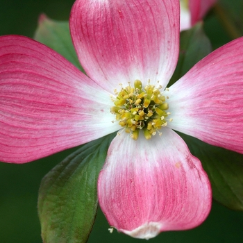 Cornus florida var. rubra