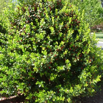 Ilex cornuta 'Needlepoint' 