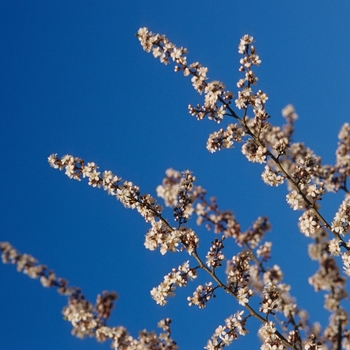 Prunus cerasifera 'Cripoizam' 19564