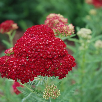 Achillea millefolium 'Pomegranate' 