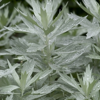 Artemisia ludoviciana 'Silver King' 