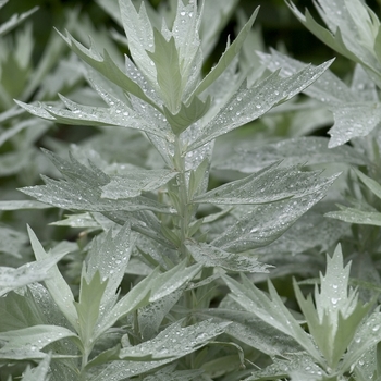 Artemisia ludoviciana 'Silver King'