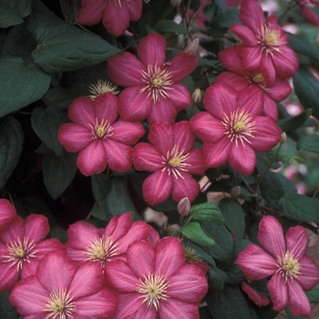 Clematis 'Ville de Lyon' (026217)